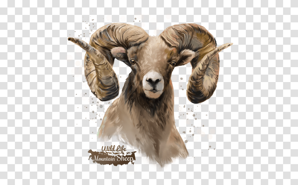 Background Sheep Images Hd, Mammal, Animal, Goat, Person Transparent Png