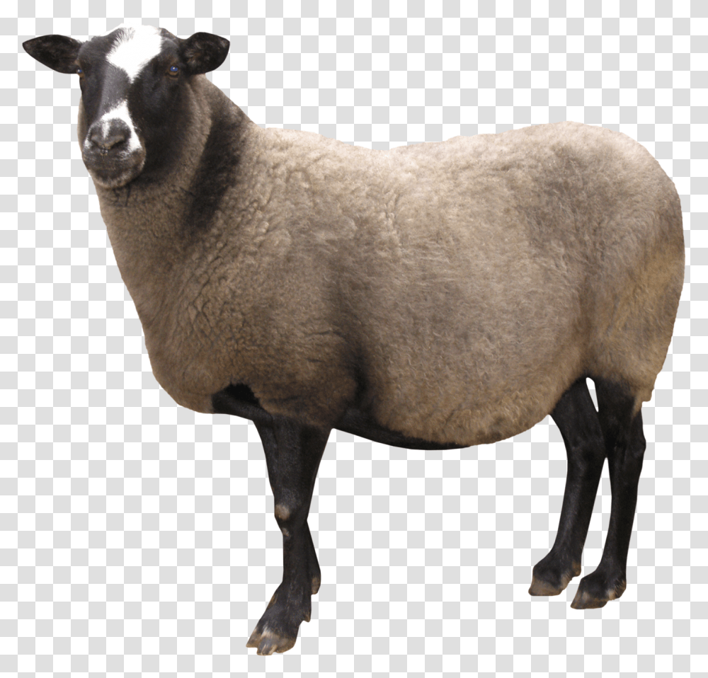 Background Sheep, Mammal, Animal, Elk, Deer Transparent Png