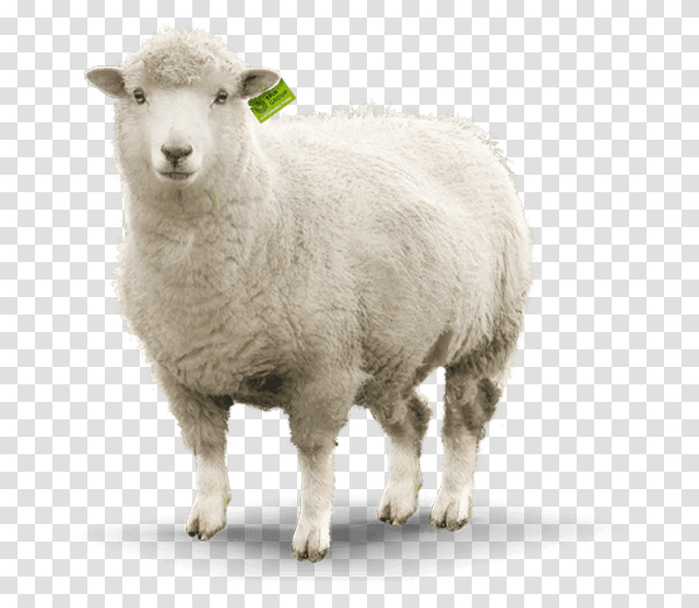 Background Sheep, Mammal, Animal Transparent Png