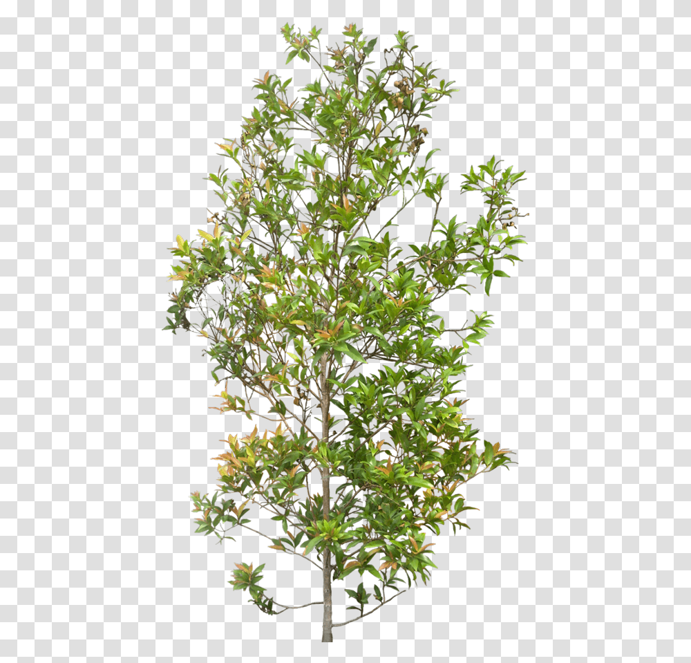 Background Shrubs, Plant, Tree, Bush, Vegetation Transparent Png