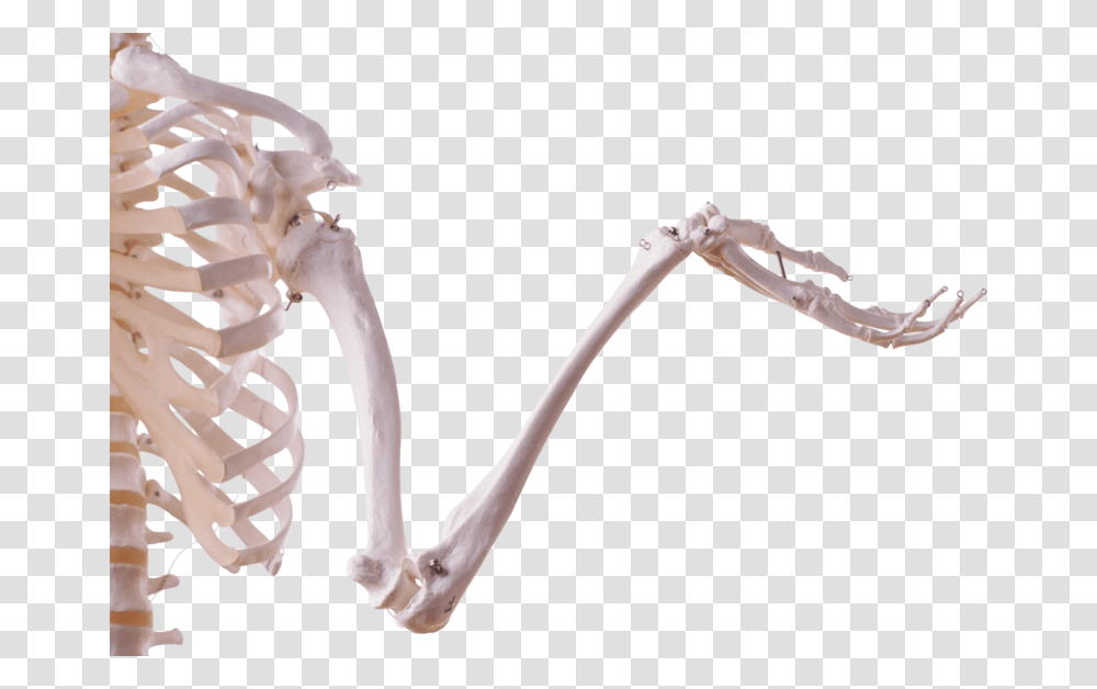 Background Skeleton Skeletal Arm Transparent Png