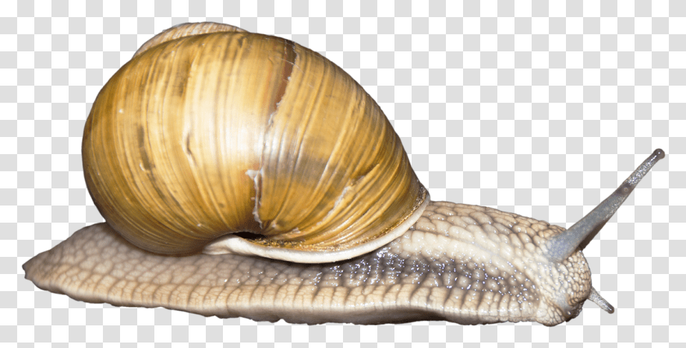 Background Snail, Invertebrate, Animal, Fungus, Sea Life Transparent Png