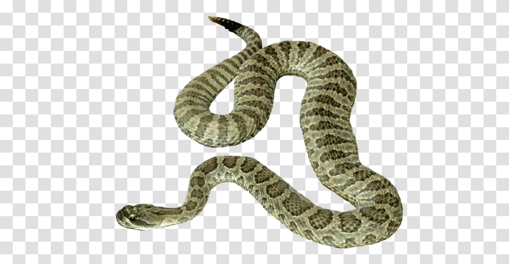 Background Snake Clipart, Reptile, Animal, Rattlesnake Transparent Png