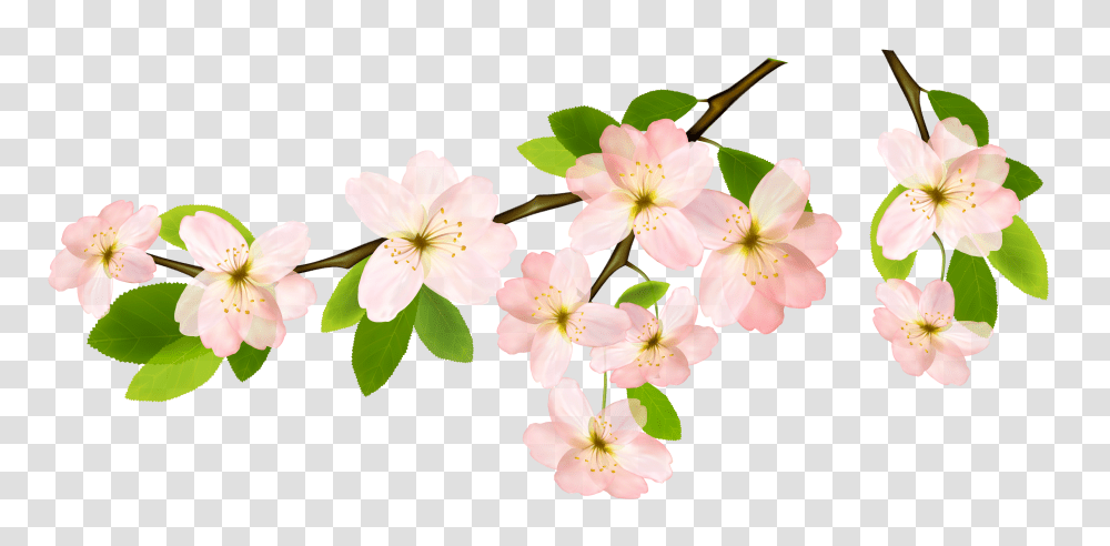 Background Spring Clipart Spring, Plant, Flower, Blossom, Cherry Blossom Transparent Png