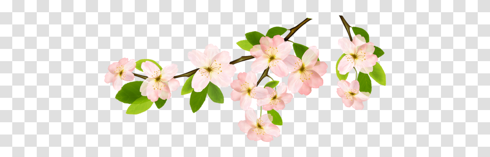 Background Spring Flowers Flower Branch Clipart, Plant, Blossom, Anther, Cherry Blossom Transparent Png