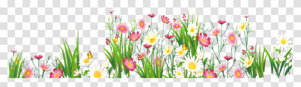 Background Spring, Plant, Flower, Petal, Daisy Transparent Png