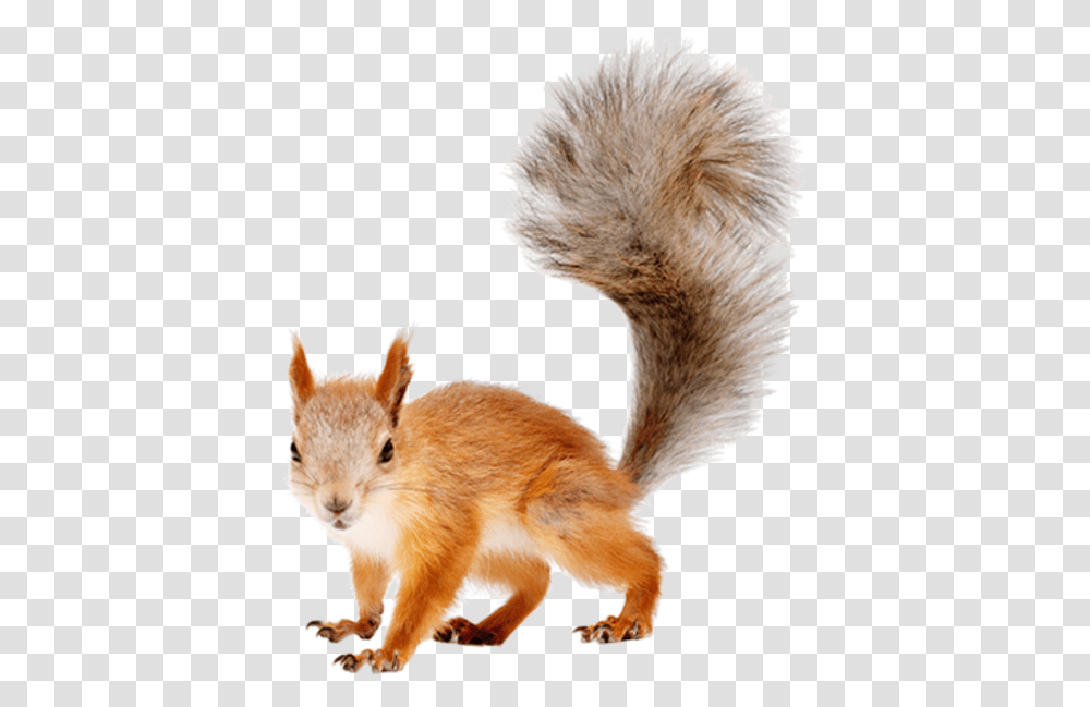Background Squirrel, Rodent, Mammal, Animal, Rabbit Transparent Png