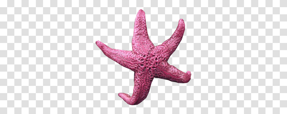 Background Starfish Starfish With No Background, Sea Life, Animal, Invertebrate, Person Transparent Png
