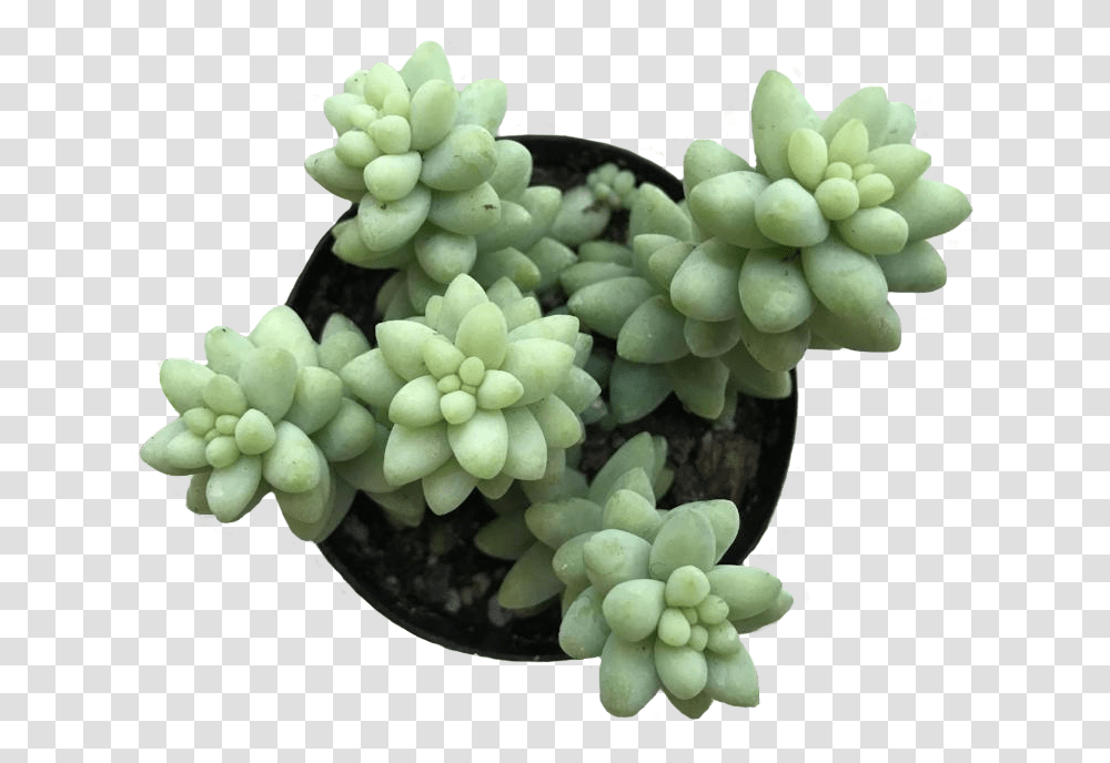 Background Succulents Flowerpot, Plant, Grapes, Fruit, Food Transparent Png