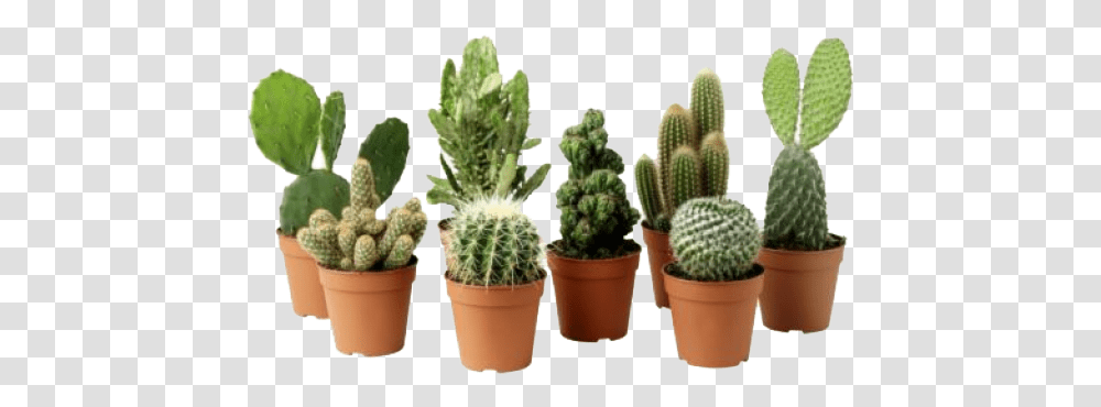 Background Succulents, Plant, Cactus Transparent Png