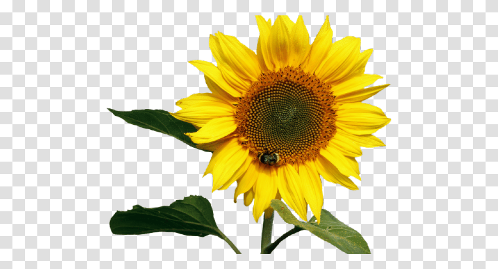 Background Sunflower Background Sunflower, Plant, Blossom, Honey Bee, Insect Transparent Png
