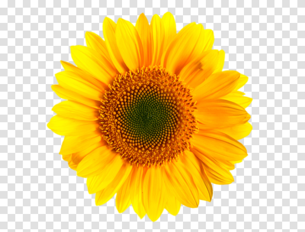 Background Sunflower Clipart, Plant, Blossom, Daisy, Daisies Transparent Png