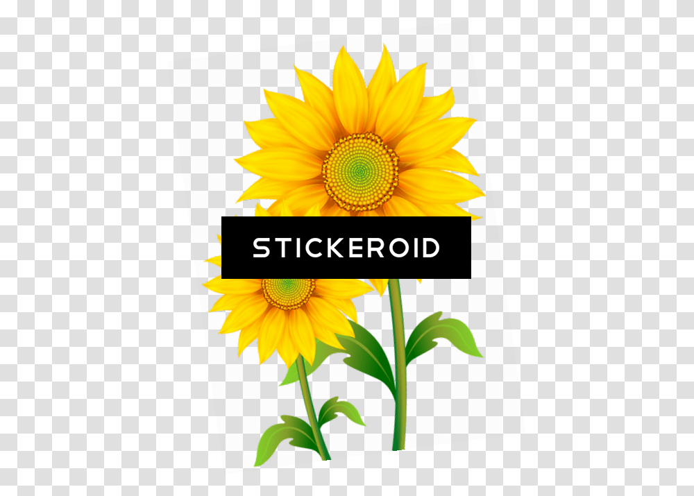 Background Sunflower Download Nice Yellow Flower Background, Plant, Blossom, Daisy Transparent Png