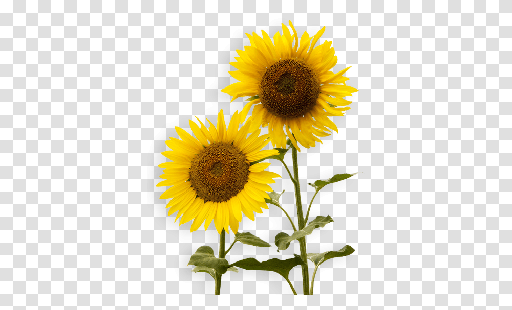 Background Sunflowers, Plant, Blossom Transparent Png