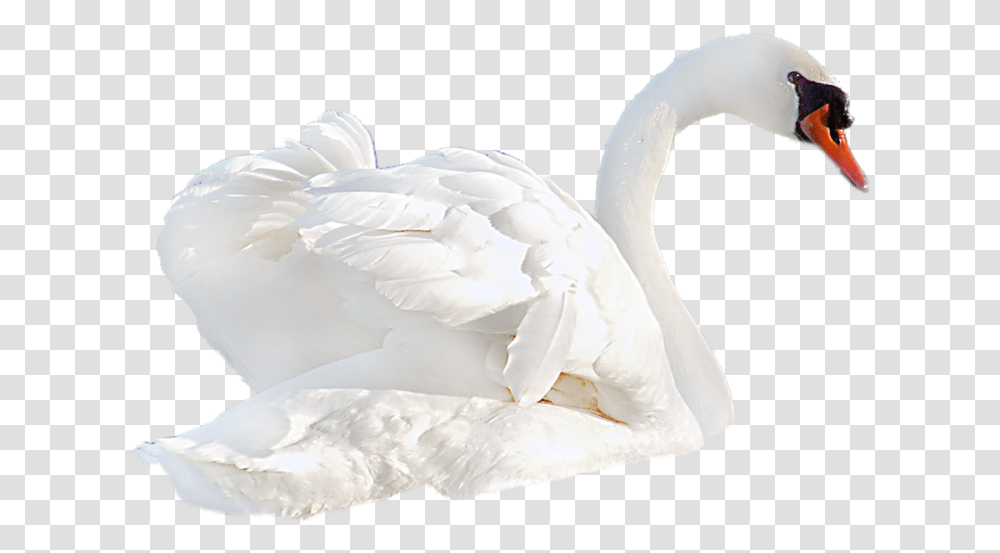 Background Swan, Bird, Animal, Goose, Anseriformes Transparent Png