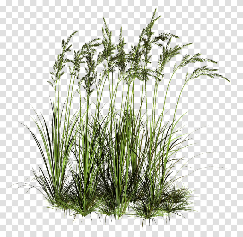 Background Tall Grass, Plant, Lawn, Vegetation, Bush Transparent Png