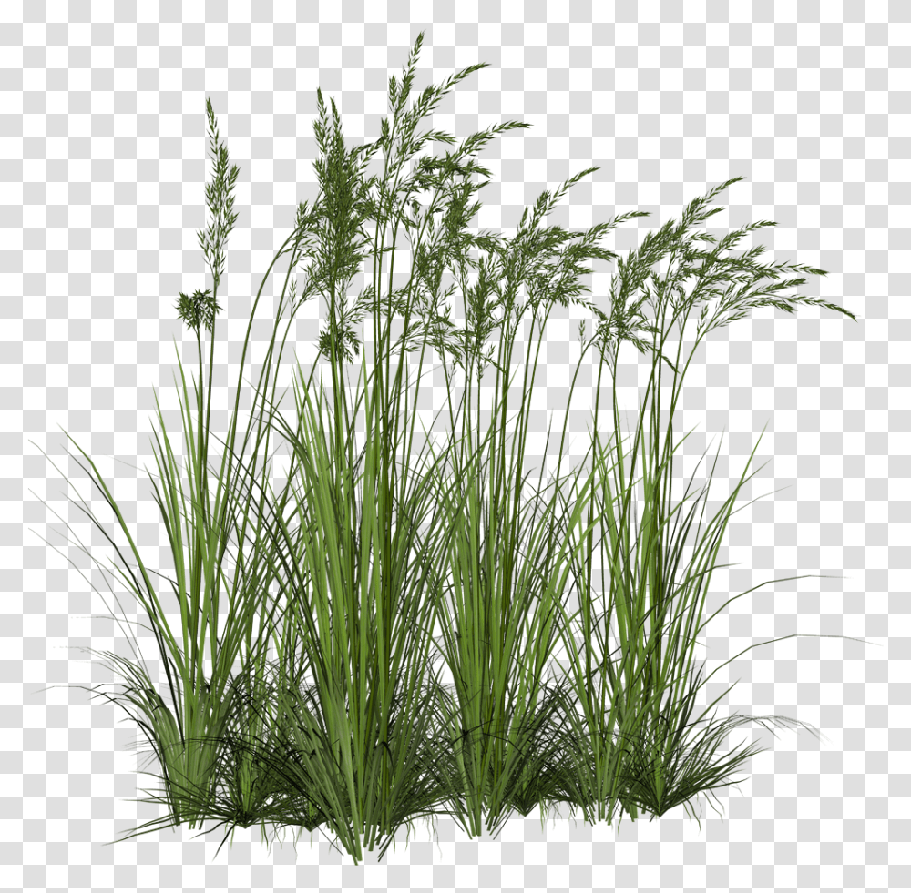Background Tall Grass, Plant, Vegetation, Bush, Lawn Transparent Png