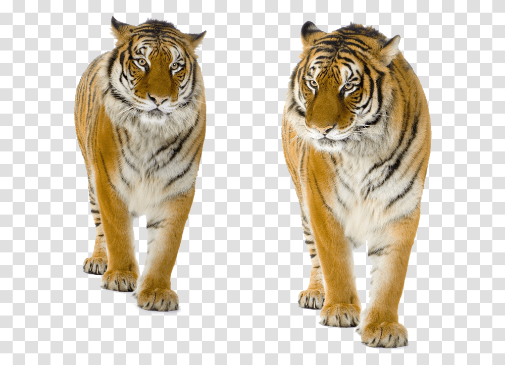 Background Tiger, Wildlife, Mammal, Animal, Cat Transparent Png