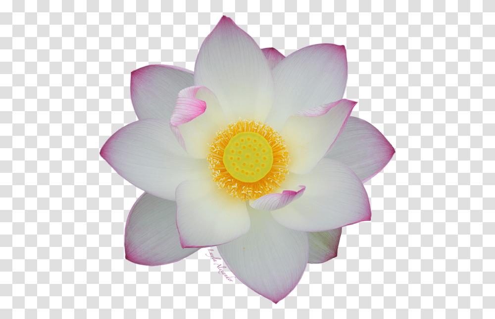 Background Tote Bag Sacred Lotus, Plant, Lily, Flower, Blossom Transparent Png
