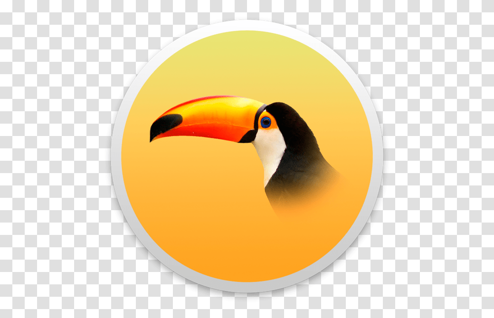 Background Toucan, Beak, Bird, Animal, Rainforest Transparent Png