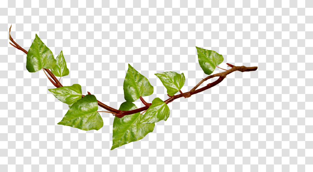 Background Tree Clipart Branches With Leaves, Leaf, Plant, Moss, Green Transparent Png