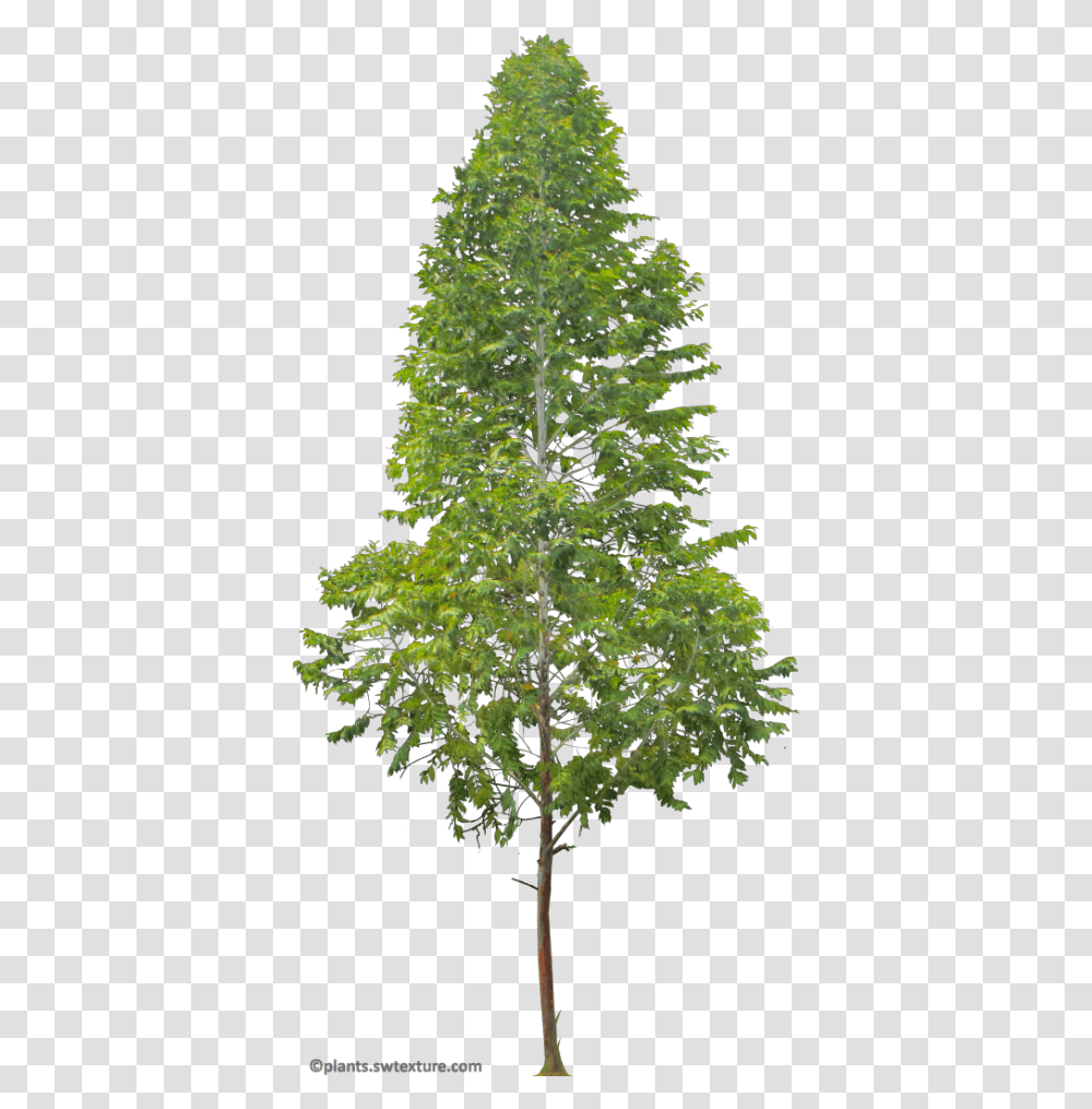 Background Tree Download, Plant, Maple, Conifer, Christmas Tree Transparent Png