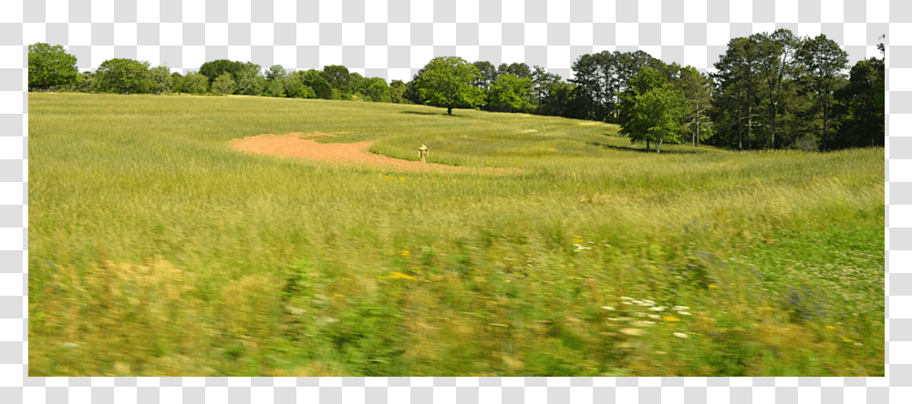 Background Tree Line, Field, Outdoors, Grassland, Nature Transparent Png