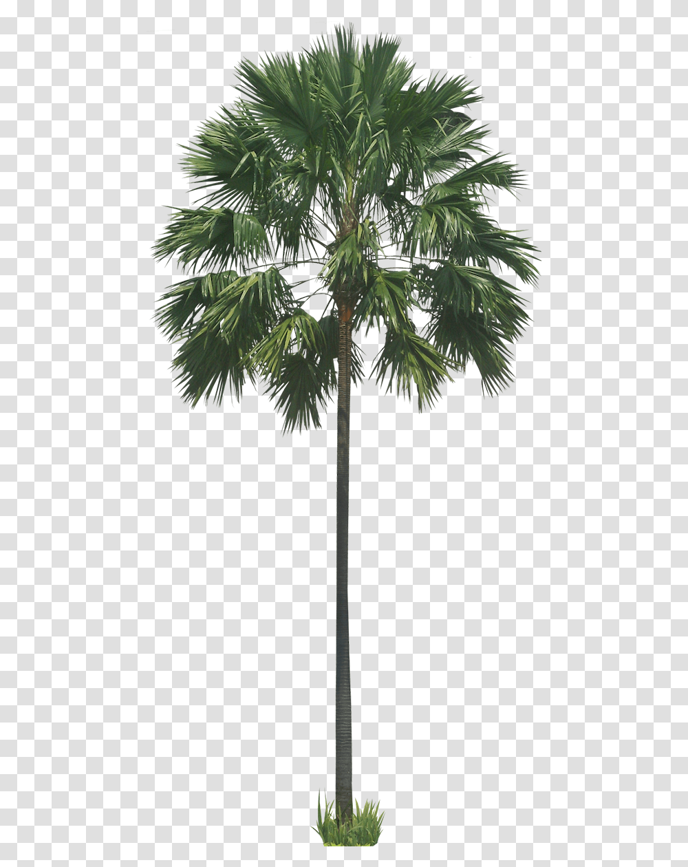 Background Tree Palm, Plant, Palm Tree, Arecaceae, Leaf Transparent Png