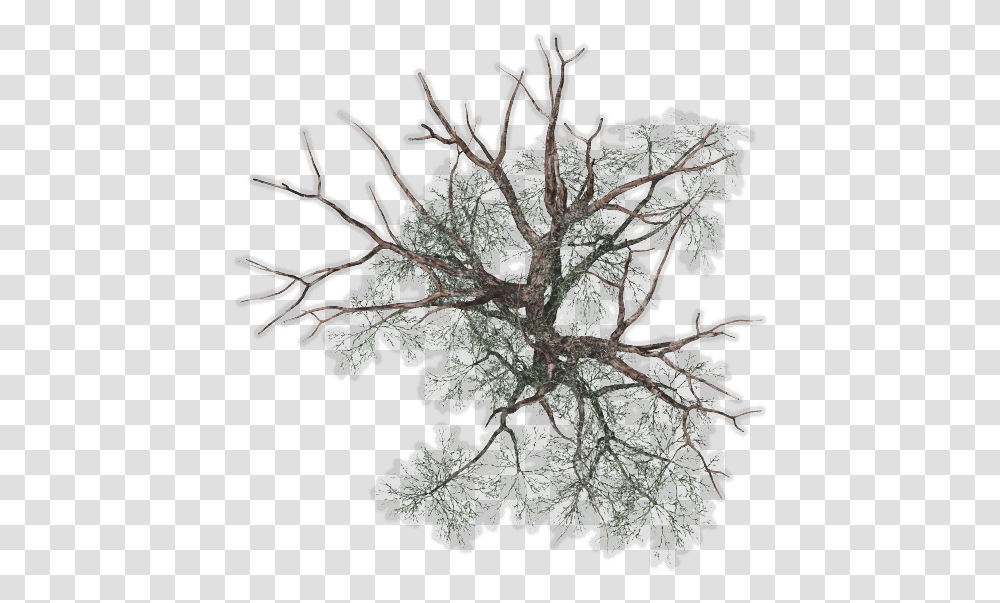 Background Tree Plan, Nature, Ice, Outdoors, Frost Transparent Png