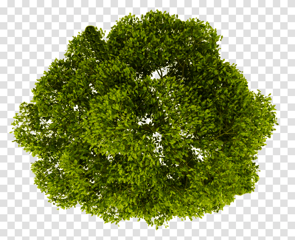 Background Tree Plan, Plant, Oak, Vegetation, Sycamore Transparent Png
