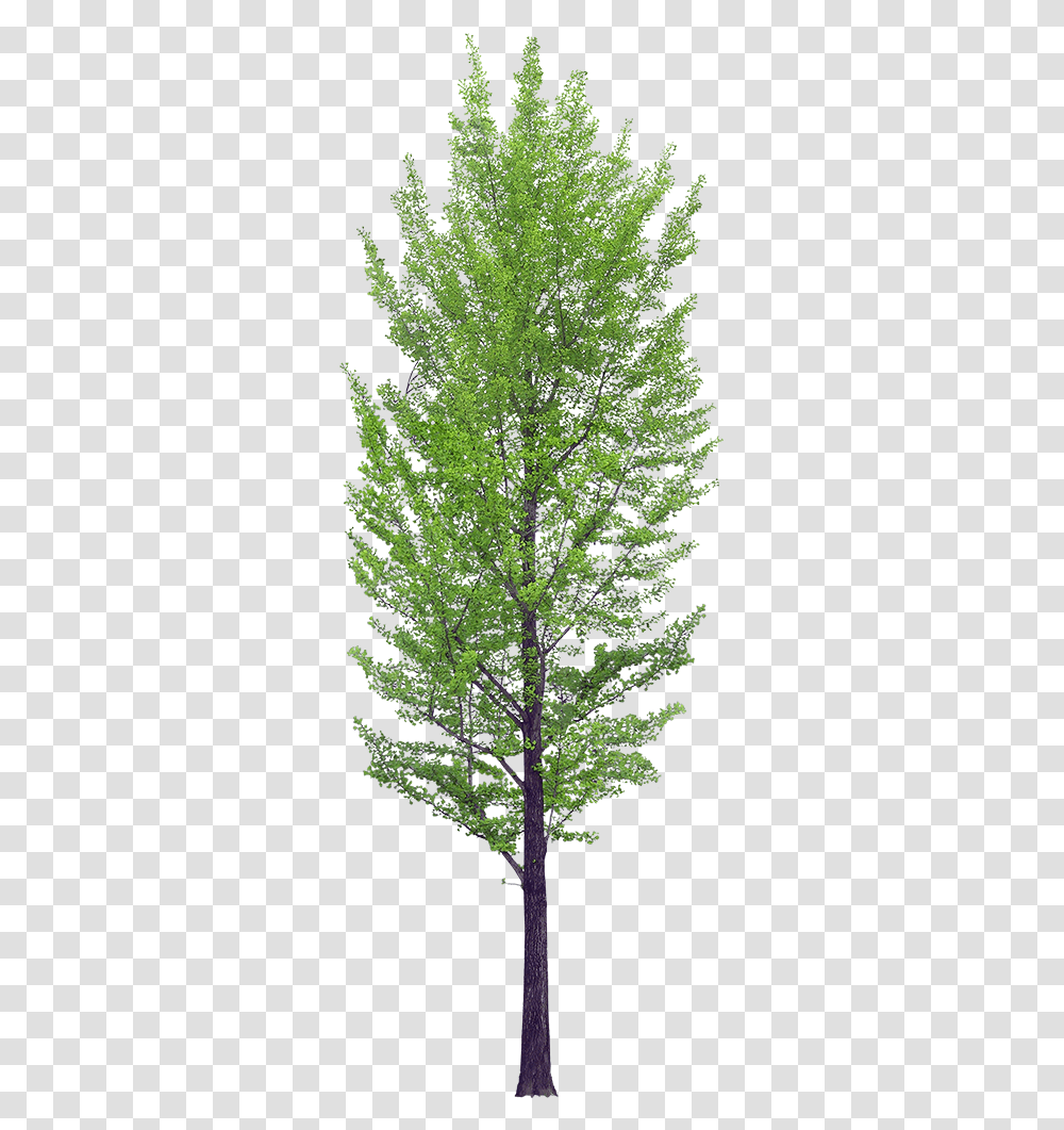 Background Tree, Plant, Conifer, Maple, Potted Plant Transparent Png