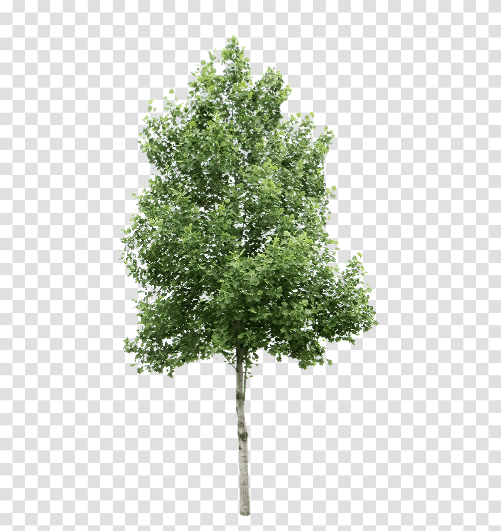 Background Tree, Plant, Maple, Oak, Sycamore Transparent Png