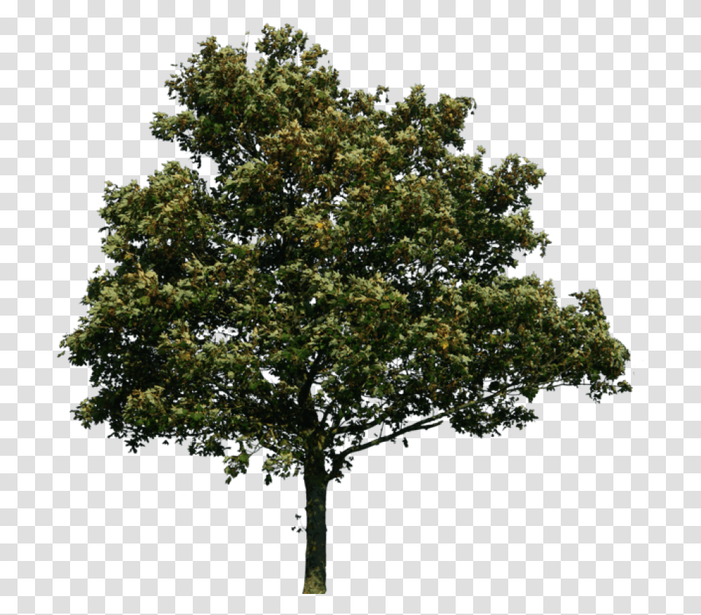 Background Tree, Plant, Oak, Sycamore, Maple Transparent Png