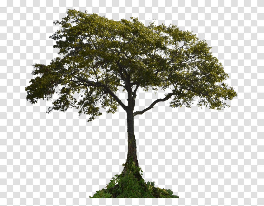 Background Tree, Plant, Tree Trunk, Cross Transparent Png