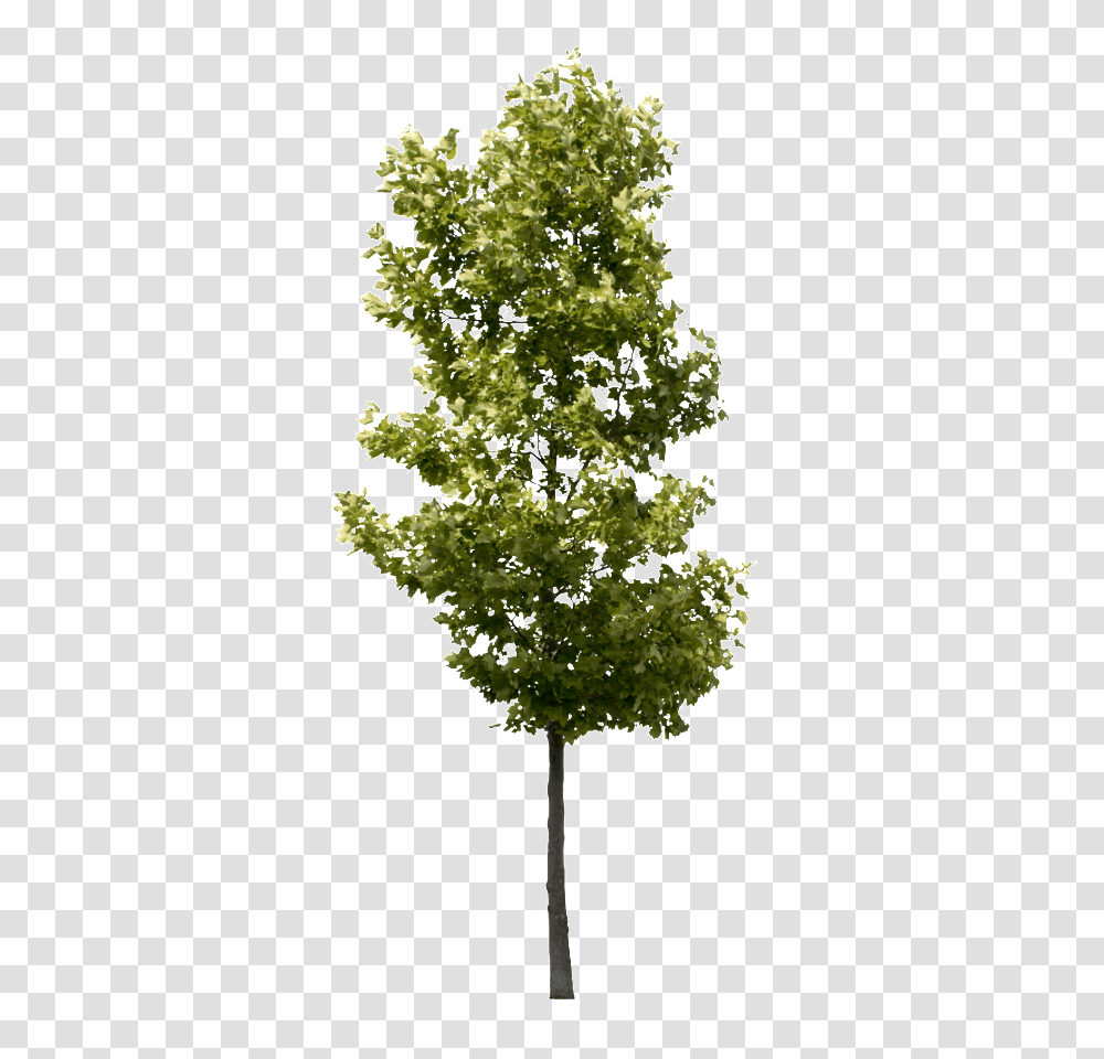 Background Tree Small Tree, Plant, Maple, Leaf, Flower Transparent Png
