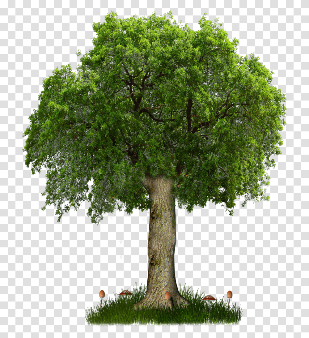 Background Tree Vector, Plant, Tree Trunk, Oak, Sycamore Transparent Png