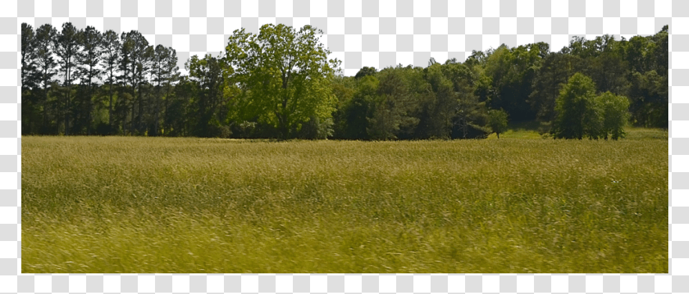 Background Trees Background Of Trees, Grass, Plant, Nature, Outdoors Transparent Png