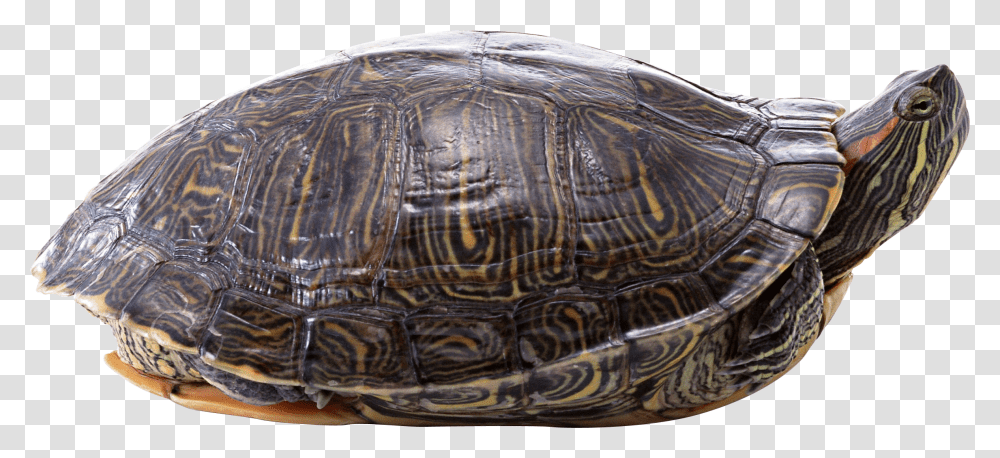 Background Turtles Turtle, Reptile, Sea Life, Animal, Box Turtle Transparent Png
