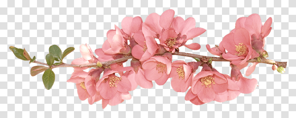 Background V Spring Flowers Clipart, Plant, Blossom, Cherry Blossom, Geranium Transparent Png