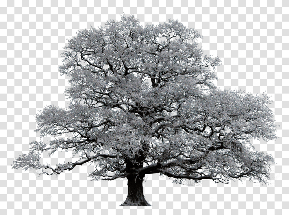 Background V51 Mob Ultra A Tree In Winter Oak Tree Black And White Transparent Png