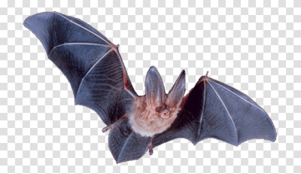 Background Vampire Bat, Animal, Wildlife, Mammal Transparent Png