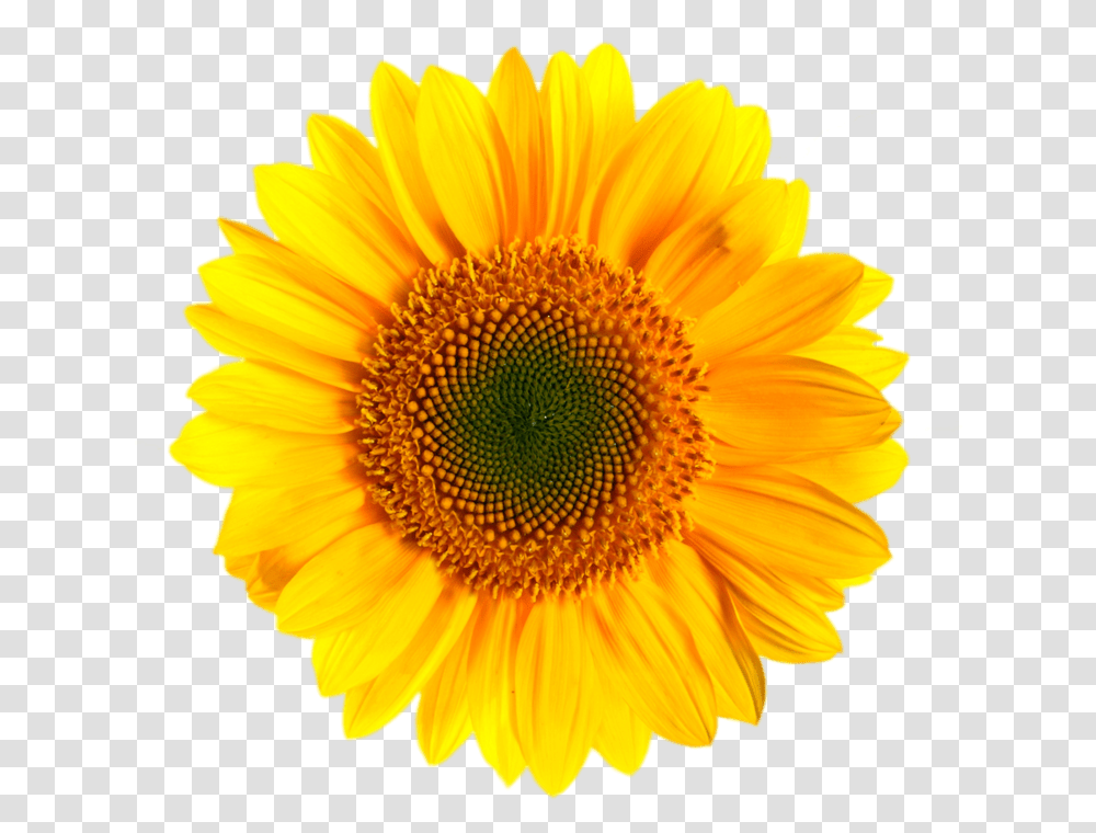 Background Vector Background Sunflower, Plant, Blossom, Daisy, Daisies Transparent Png