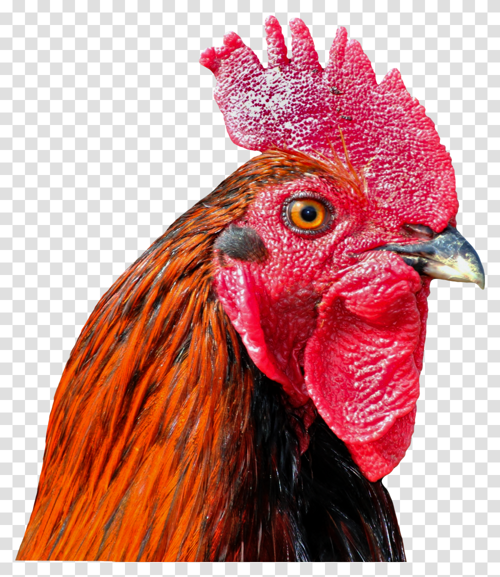 Background Wallpaper Cock Bird Poultry Transparent Png