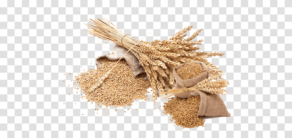 Background Wheat, Plant, Food, Vegetable, Bird Transparent Png