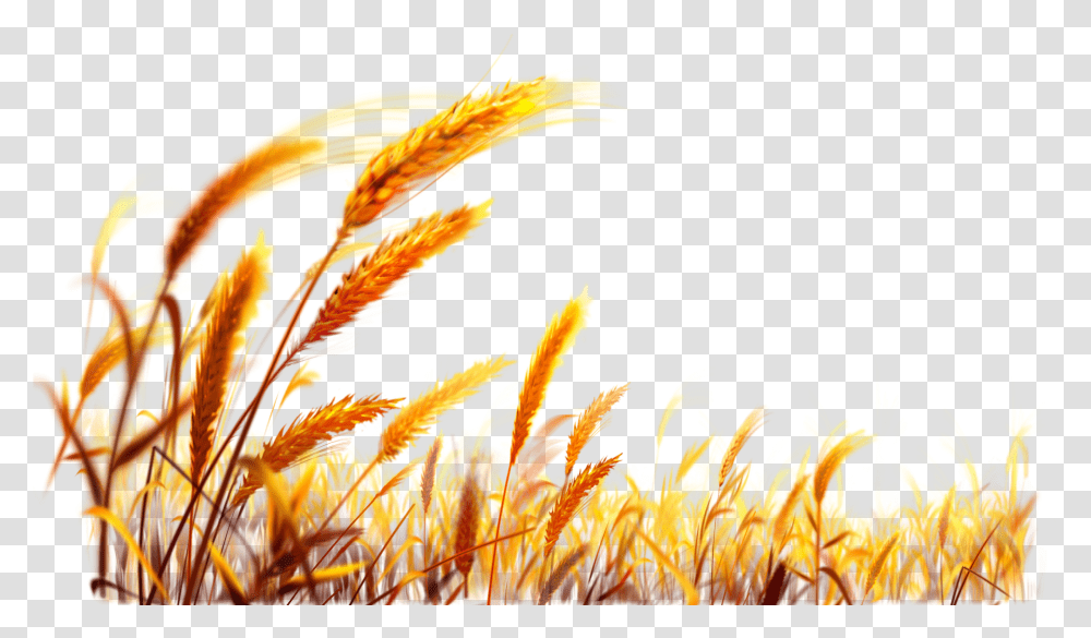 Background Wheat Transparent Png