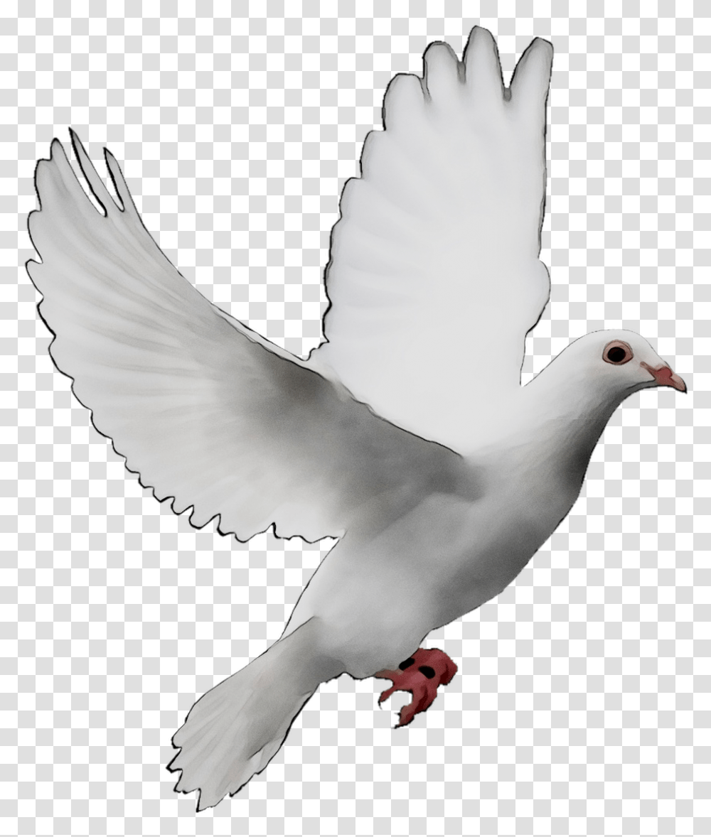 Background White, Bird, Animal, Dove, Pigeon Transparent Png