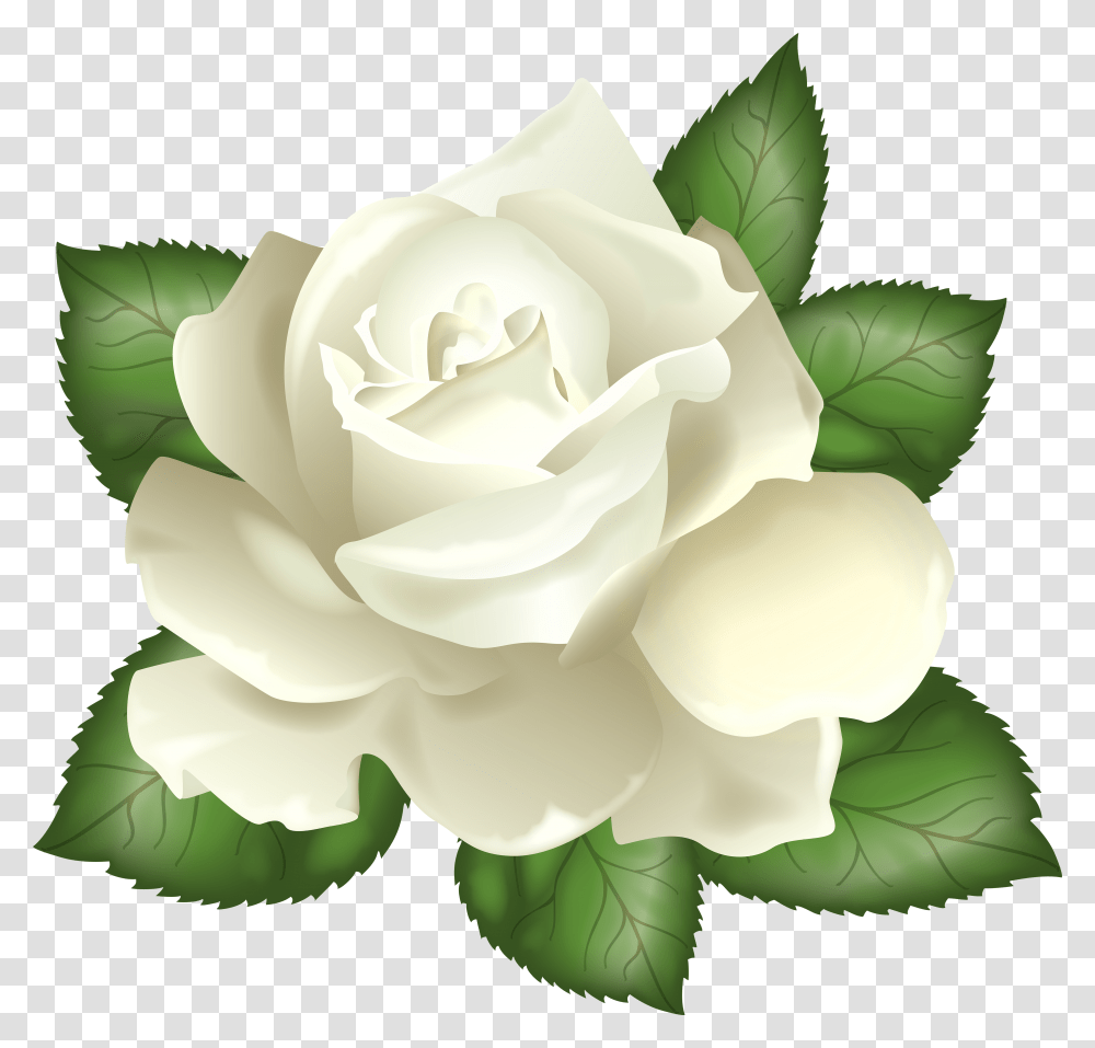 Background White Rose Clipart Transparent Png