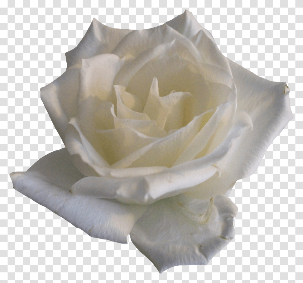 Background White Roses White Roses, Flower, Plant, Blossom, Petal Transparent Png