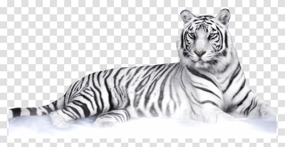 Background White Tiger Clipart, Wildlife, Mammal, Animal, Drawing Transparent Png