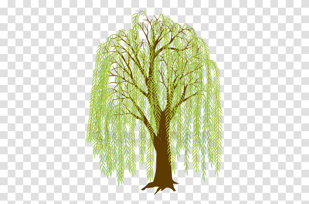 Background Willow Tree Clipart Weeping Willow Willow Tree Cartoon, Plant, Leaf, Conifer, Fern Transparent Png